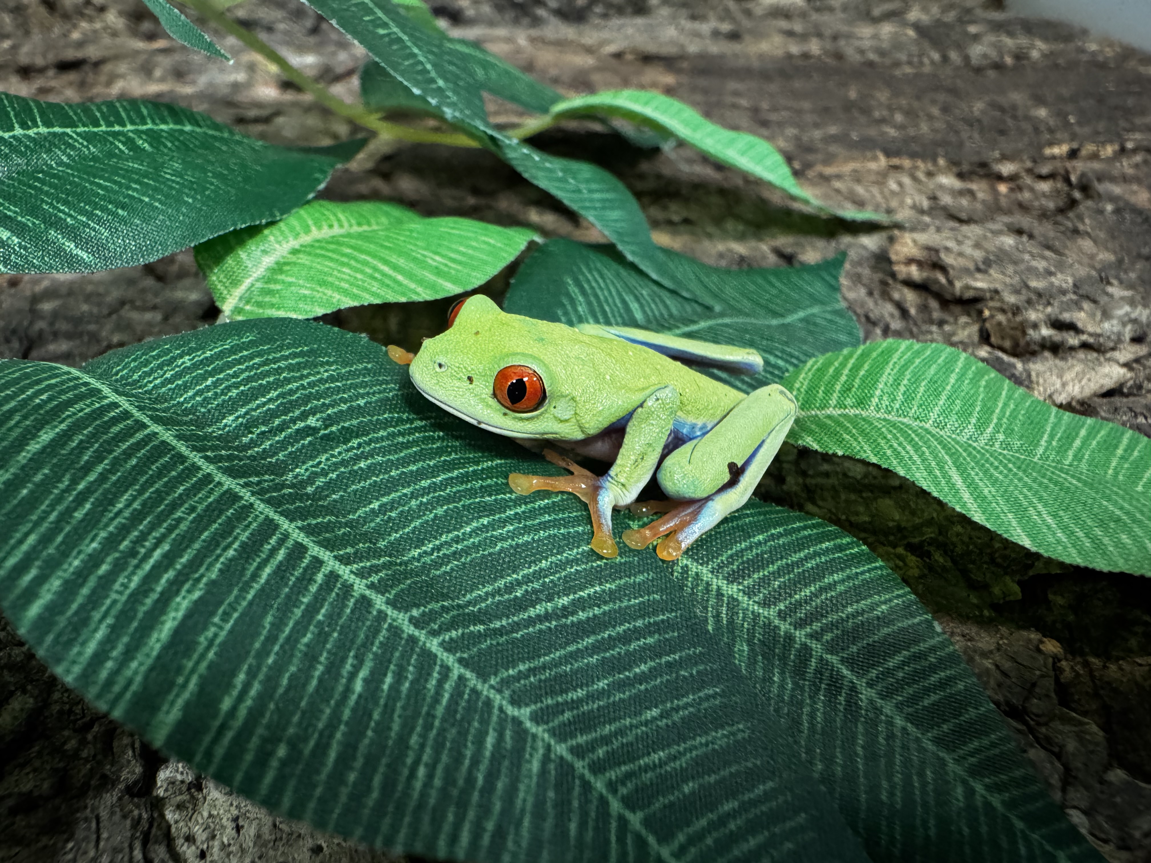Agalychnis callidryas