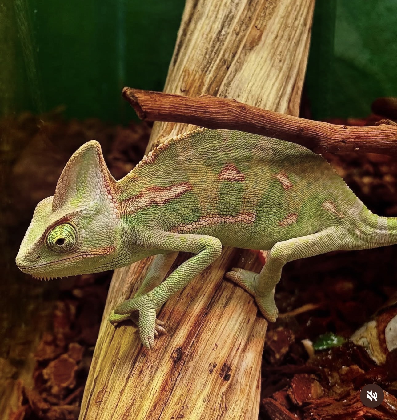 Chamaeleo Calyptratus