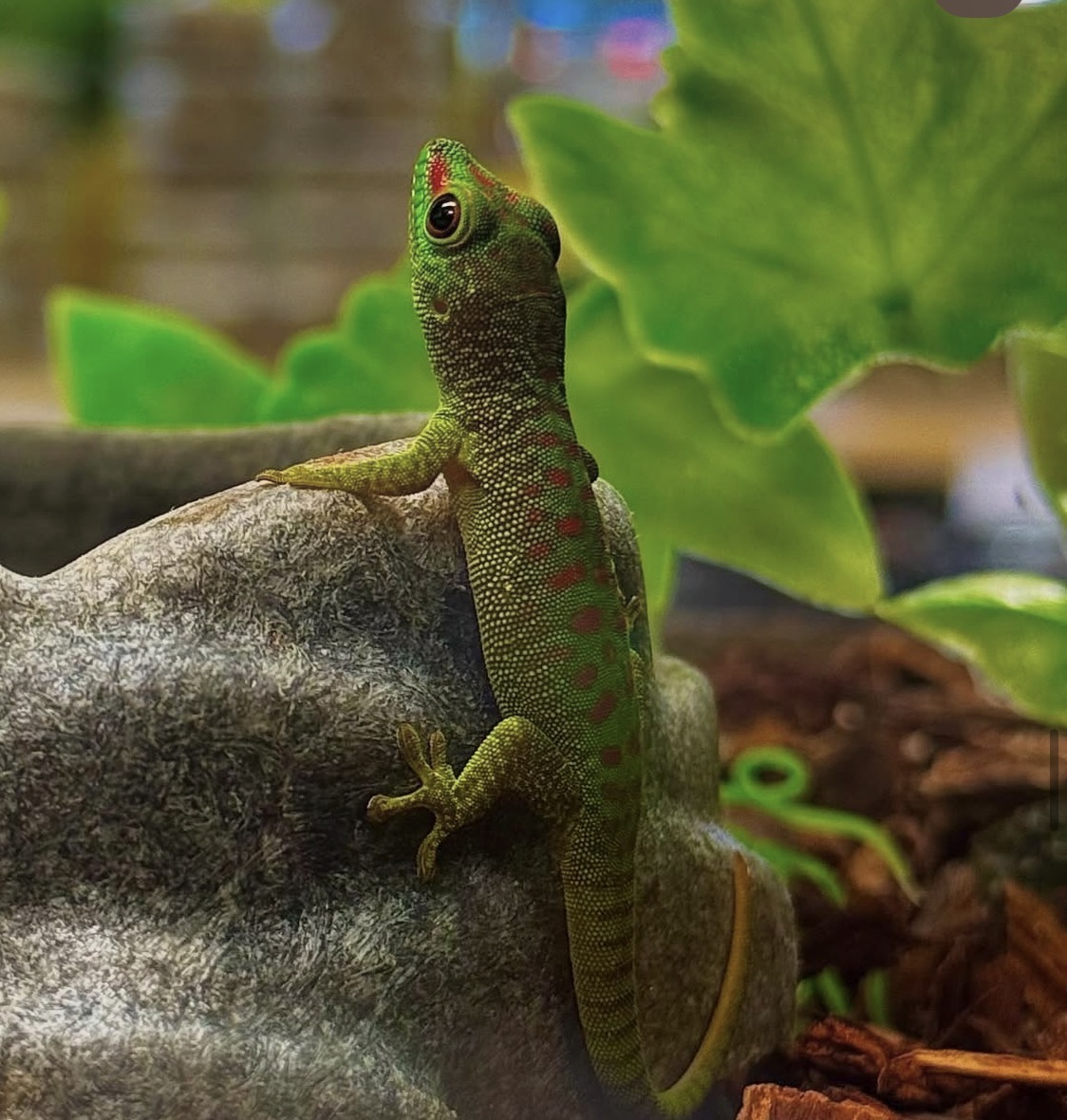 Phelsuma Grandis