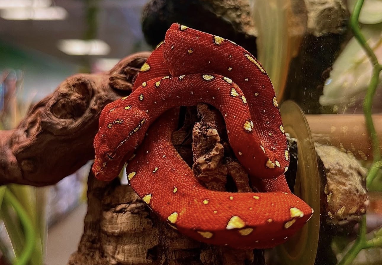 Morelia viridis 