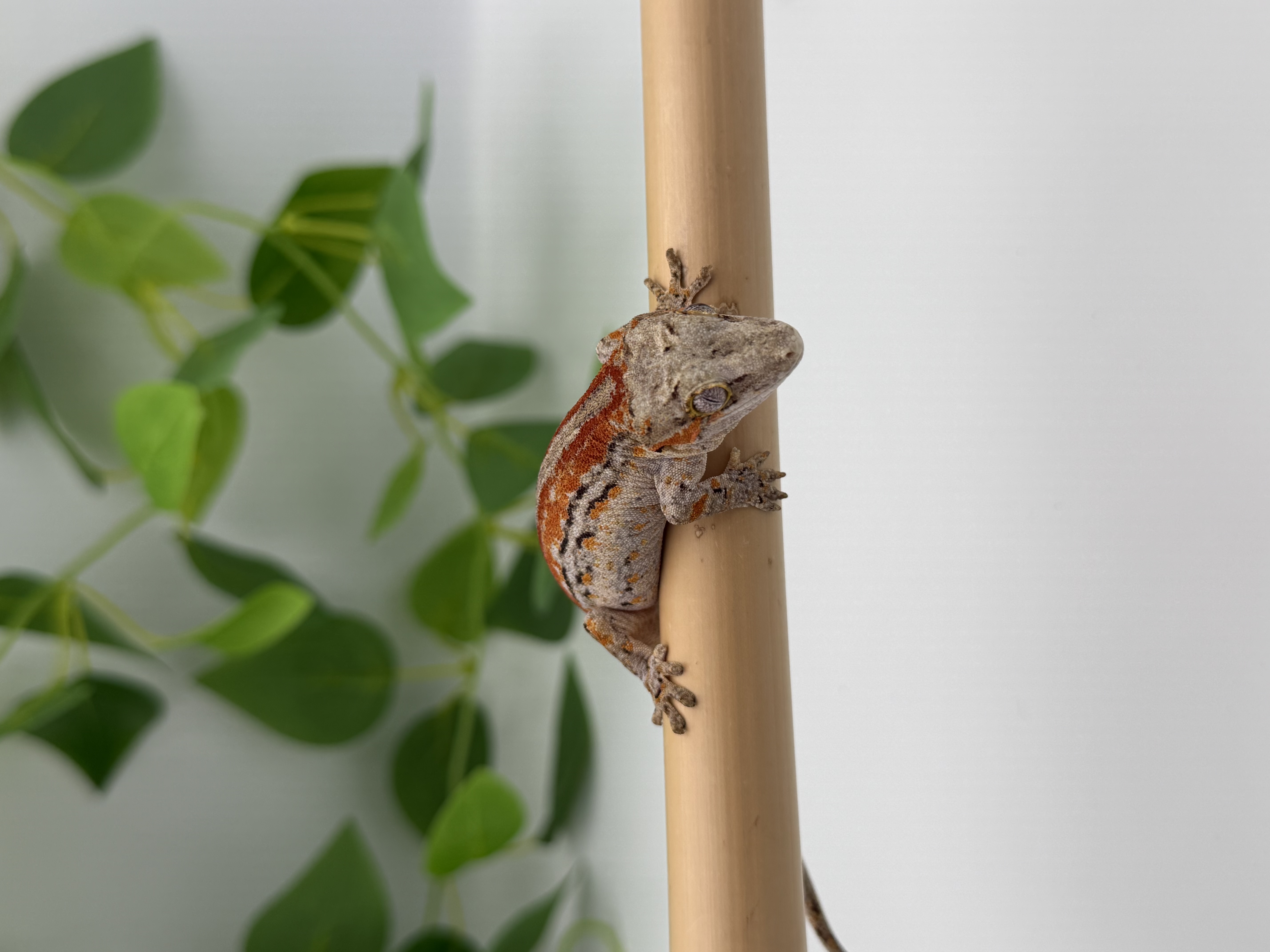 Rhacodactylus auriculatus 