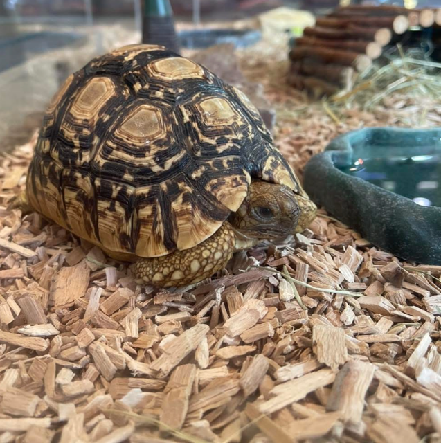 Stigmochelys pardalis